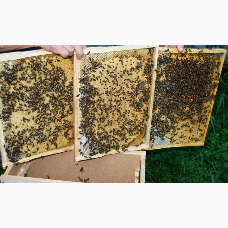 Фото 2. Розпродаж якісних бджолопакетів