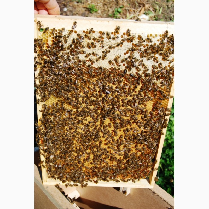 Фото 3. Розпродаж якісних бджолопакетів
