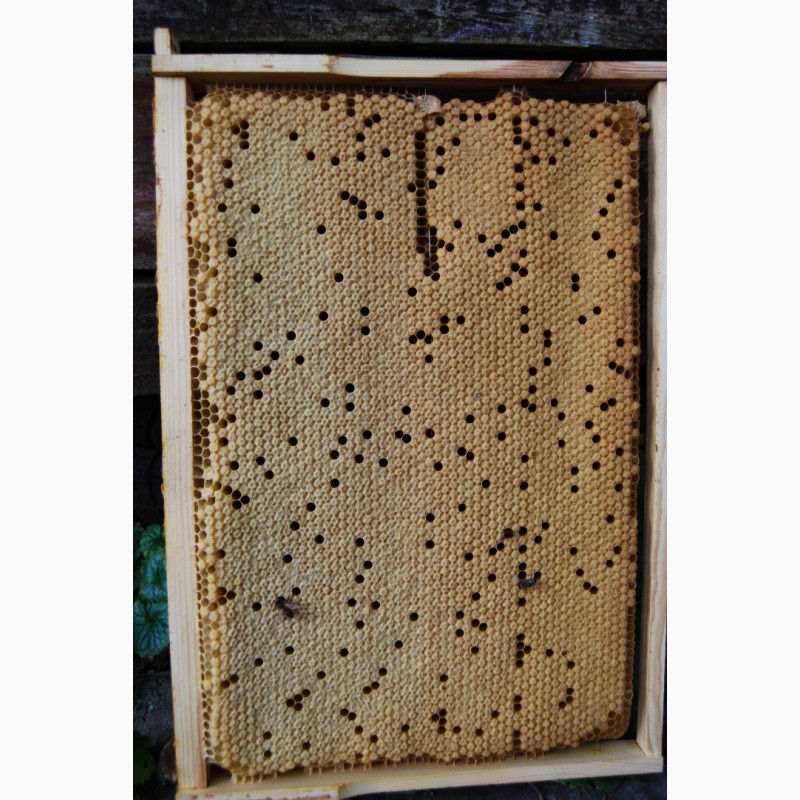 Фото 4. Розпродаж якісних бджолопакетів