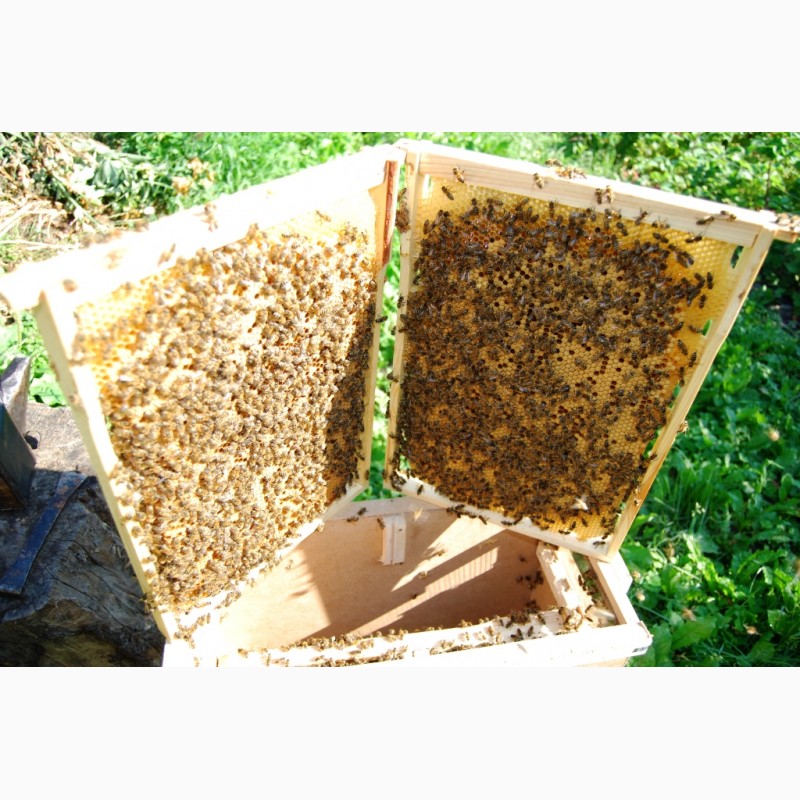 Фото 6. Розпродаж якісних бджолопакетів