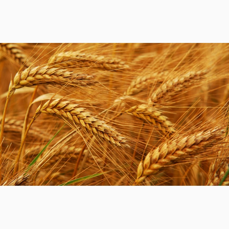 Семена элита Канадская пшеницы, ячменя, насіння озимої пшениці