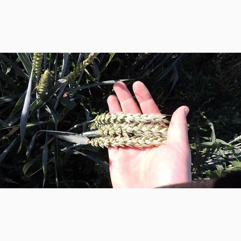 Фото 2. Семена элита Канадская пшеницы, ячменя, насіння озимої пшениці