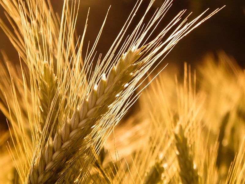 Фото 3. Семена элита Канадская пшеницы, ячменя, насіння озимої пшениці