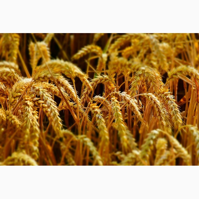 Фото 5. Семена элита Канадская пшеницы, ячменя, насіння озимої пшениці