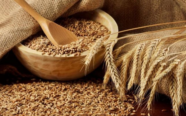 Фото 7. Семена элита Канадская пшеницы, ячменя, насіння озимої пшениці