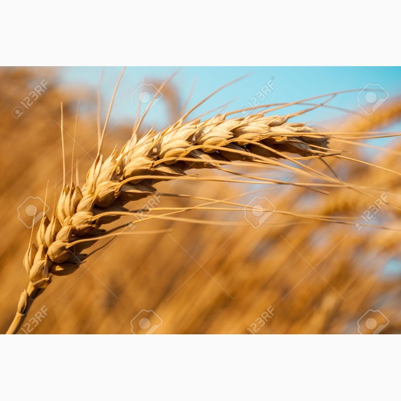 Фото 8. Семена элита Канадская пшеницы, ячменя, насіння озимої пшениці