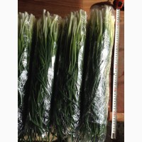 Продам зелёный лук перо