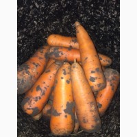 Продам морковь Болевар