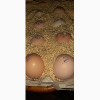 Яйцо бройлера для инкубации