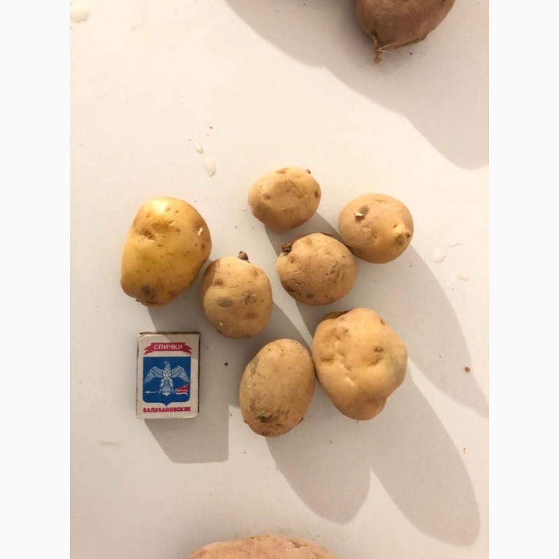 Продам картофель семенной Ривьера