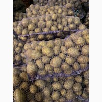Продам картошку: Королева Анна, Гала, Гранада, Ривьера, Беларосса