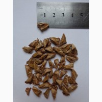 Семена Пихта Нордманна, Кавказская (20шт-15грн)