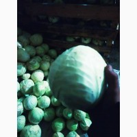 Продам капусту оптом от производителя, сорт Анкома