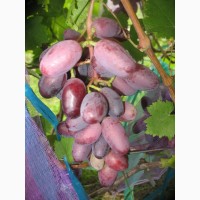 Саженец винограда Памяти Демидовой
