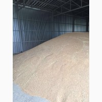 Продам органическую пшеницу