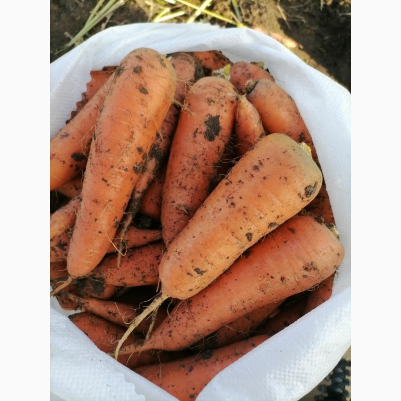 Фото 2. Продам морковь хорошего качества