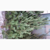 Продам новогоднюю елку, сосну натуральную оптом и в розницу в Харькове