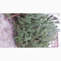 Продам новогоднюю елку, сосну натуральную оптом и в розницу в Харькове