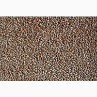 Органічна Пшениця оптом на палеті, 750кг палет, сертифікована