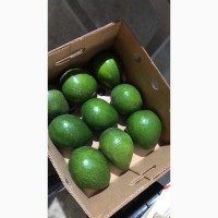 Авокадо из Доминиканы