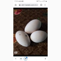 Продаются инкубационные гусиные яйца