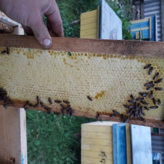 Продам бджолопакети Карпатка