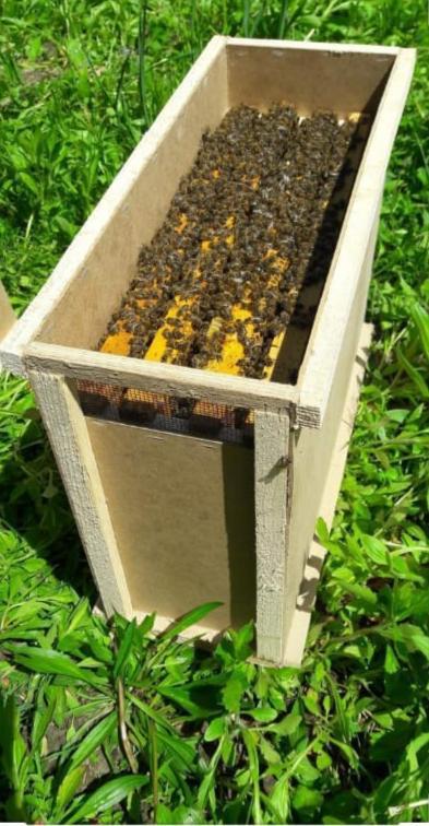 Фото 3. Пчелопакеты. Карпатка. Бджолопакети
