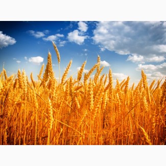 Продам пшеницю 2-3 класу. 1000 тонн. ціна договірна. Луцьк. Турійськ