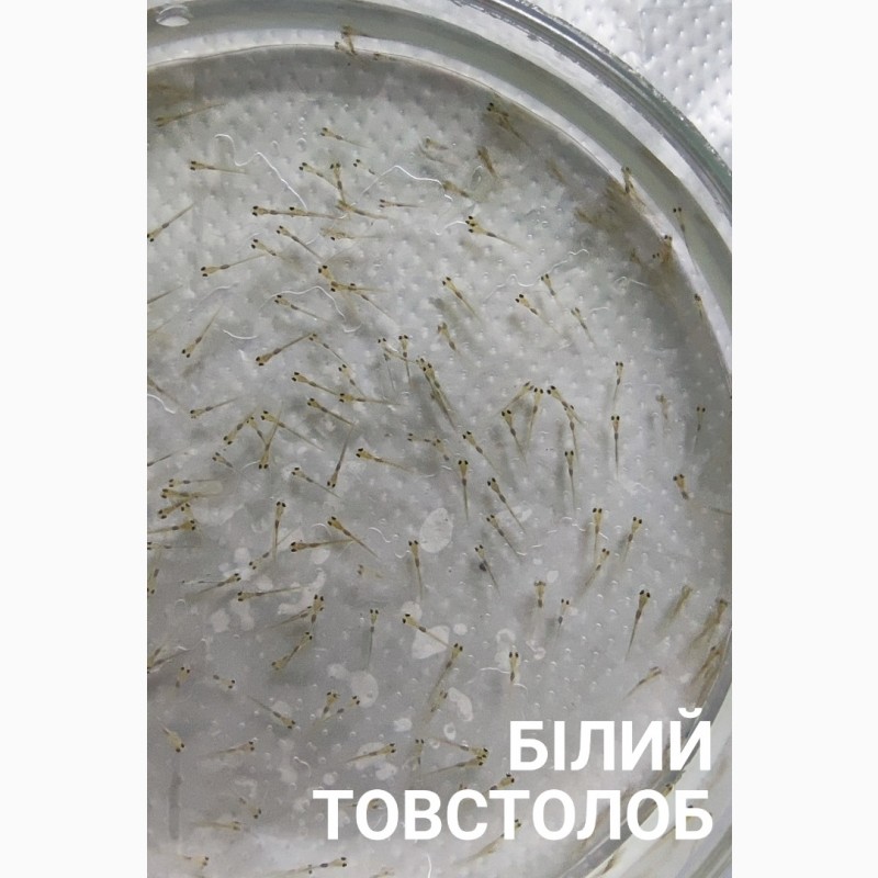 Фото 7. Личинка амура, білого товстолоба та гібрида Б.Т. в сторону білого