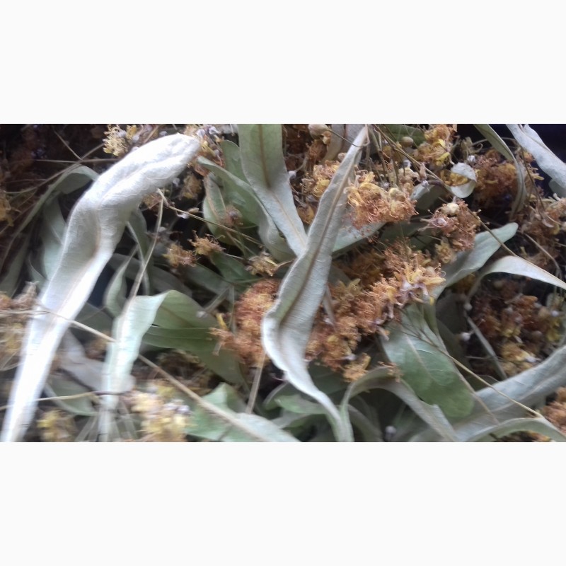 Фото 2. Продам лікарські рослини трави Цвіт бузини Дубовий мох (евернія сливова) Деревій