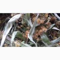 Продам лікарські рослини трави Цвіт бузини Дубовий мох (евернія сливова) Деревій