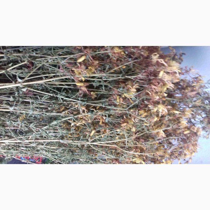 Фото 4. Продам лікарські рослини трави Цвіт бузини Дубовий мох (евернія сливова) Деревій