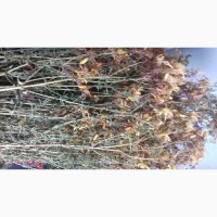Продам лікарські рослини трави Цвіт бузини Дубовий мох (евернія сливова) Деревій