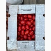 Продам помидоры сливка 3402
