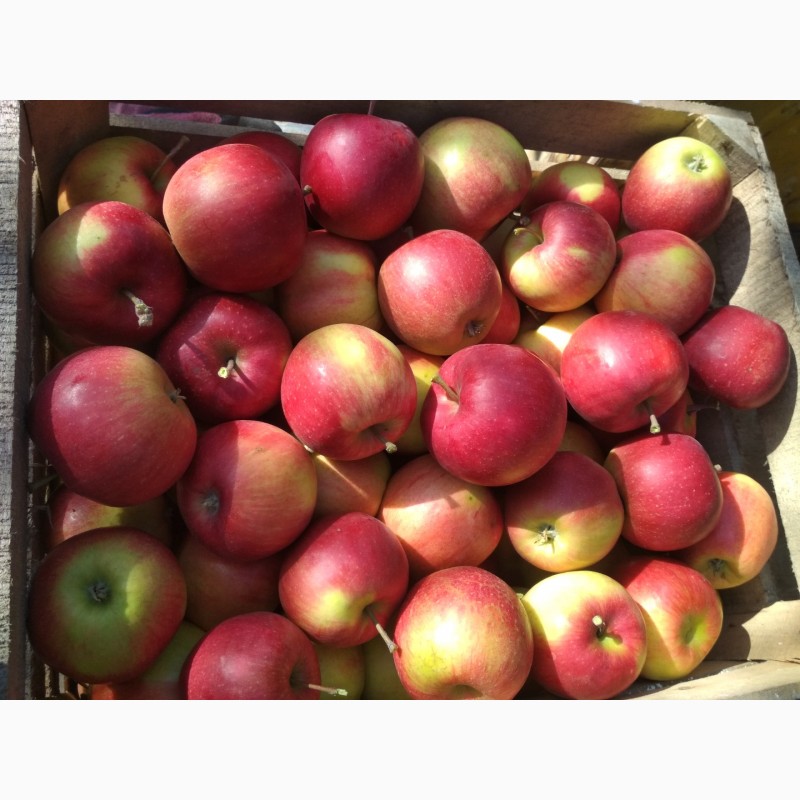 Фото 3. Продам яблука Флорина, Фуджі, Мутсу и др