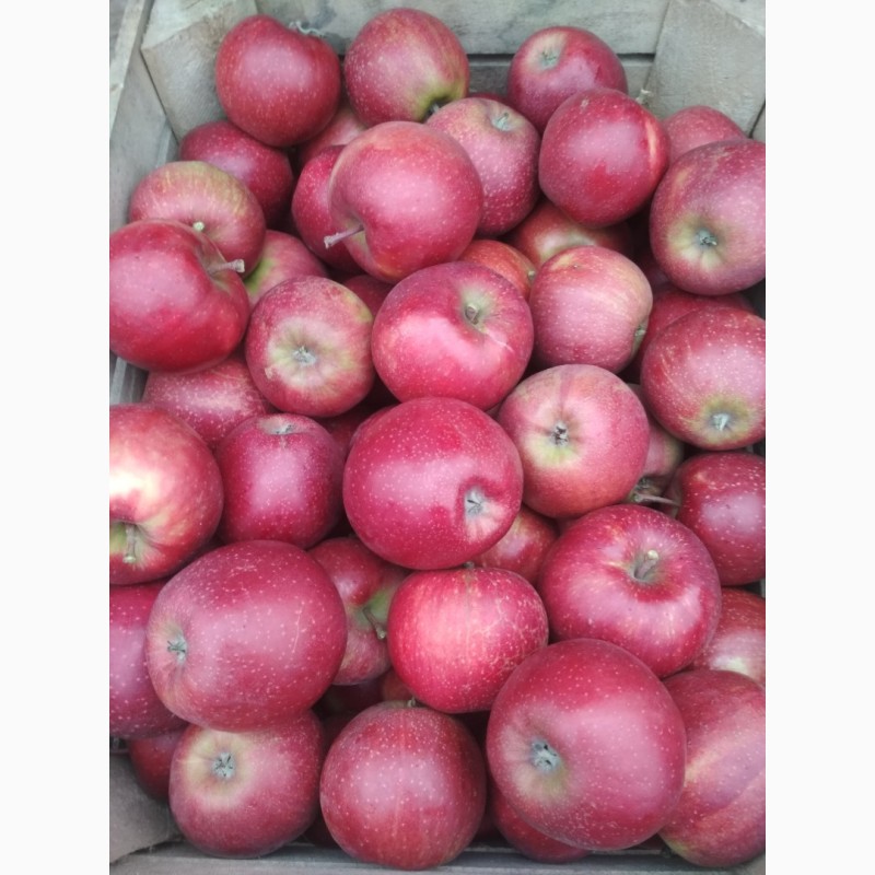 Фото 4. Продам яблука Флорина, Фуджі, Мутсу и др