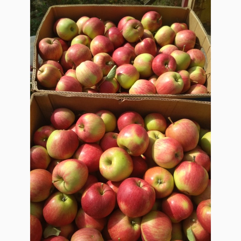 Фото 5. Продам яблука Флорина, Фуджі, Мутсу и др