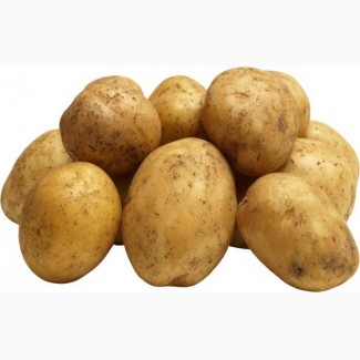 Закуповуємо картоплю на постійній основі, потреба 300 тонн на місяць