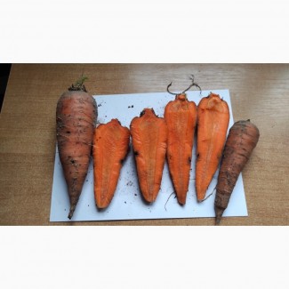 Продам Морковь Второй Сорт на переработку