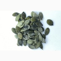 Продам насіння штирійського голонасінного гарбуза( голосемянка)