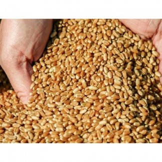 Продам пшеницю 400 тон