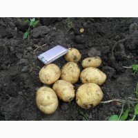 Продам насіневу картоплю сорт Рів#039;єра, 3-третя репродукція