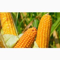 Насіння кукурузи Вн6763 ВНИС