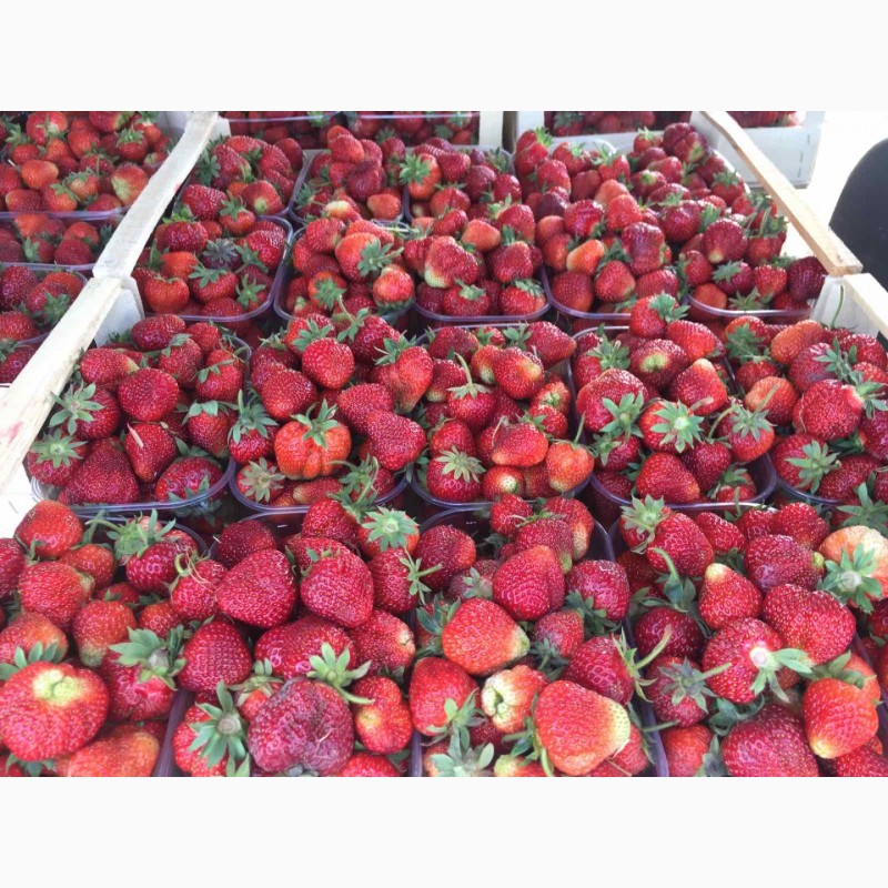 Фото 3. Продам свіжу ягоду полуниці сортів Мармелада, Хоней, Азія. Урожай 2022 року