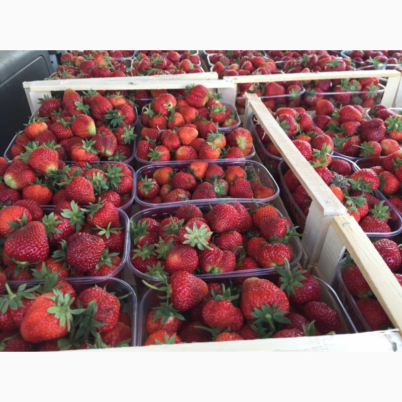 Фото 4. Продам свіжу ягоду полуниці сортів Мармелада, Хоней, Азія. Урожай 2022 року