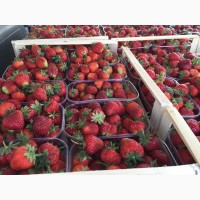 Продам свіжу ягоду полуниці сортів Мармелада, Хоней, Азія. Урожай 2022 року