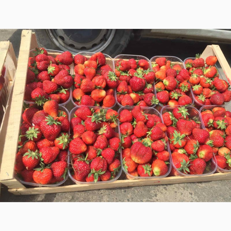Фото 7. Продам свіжу ягоду полуниці сортів Мармелада, Хоней, Азія. Урожай 2022 року