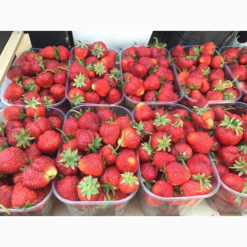 Фото 2. Продам свіжу ягоду полуниці сортів Мармелада, Хоней, Азія. Урожай 2022 року