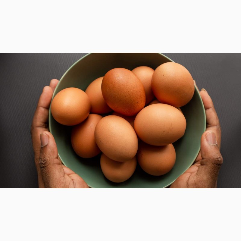 Фото 3. Продам курячі домашні яйця