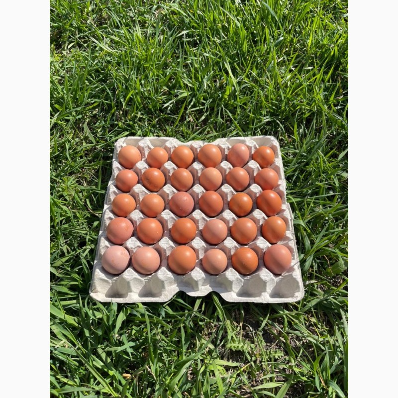 Фото 4. Продам курячі домашні яйця
